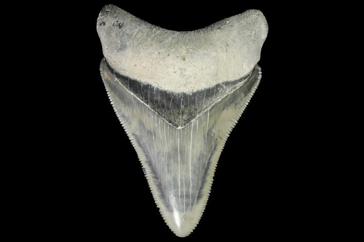 Serrated, Fossil Megalodon Tooth - Bone Valley, Florida #145079